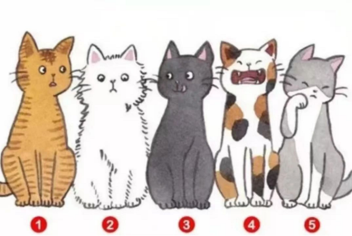 1749432592257253.jpg 猫.jpg